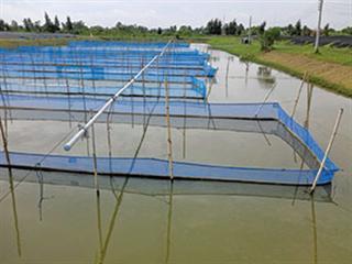 Lessons in aquaculture from Asia