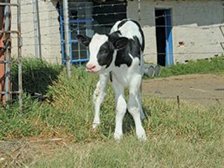 Small-calf syndrome gene isolated Small-calf syndrome gene isolated