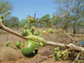 Know your crop pests: African bollworm