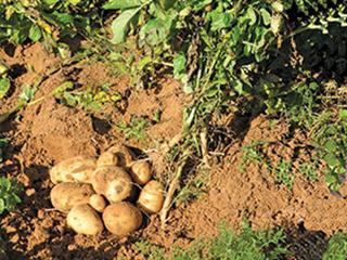 Growing potatoes with nature