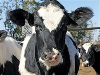 Dairying on the cutting edge Dairying on the cutting edge