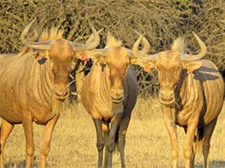 The York family & Breeding Golden Wildebeest