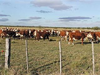Ranching in Argentina: Herefords on the Pampas
