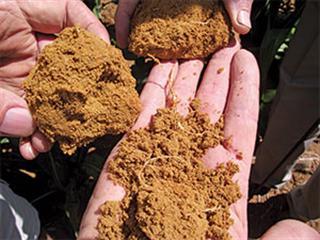 Sandy soils in a low rainfall area can be productive