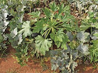 Dealing with powdery mildew