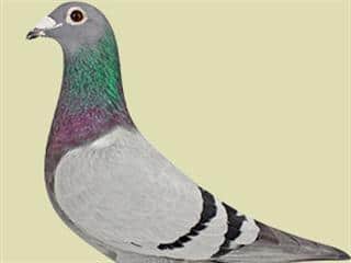 Skilful pigeon breeding