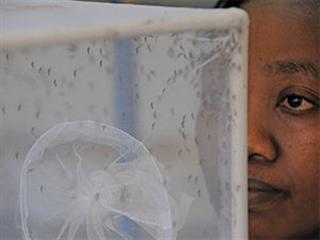 Netting flies boosts milk yields