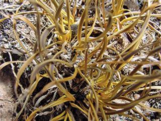 Beating drought with the help of resurrection plants Beating drought with the help of resurrection plants