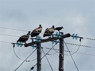 Is Eskom doing enough to save the Cape Vulture? Is Eskom doing enough to save the Cape Vulture?