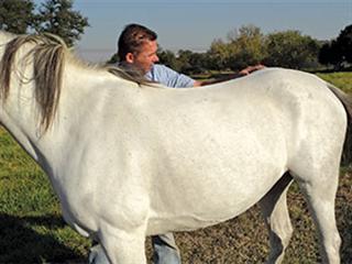 Skeletal dysfunction in horses