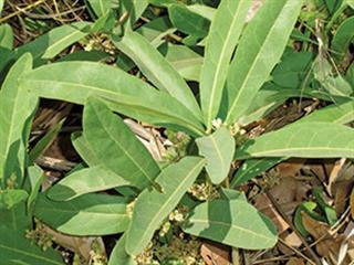About poison leaf About poison leaf