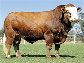 Rolmodelle Simmentaler Sale