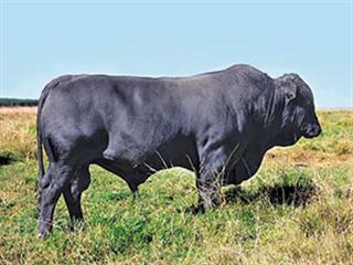 Buffalo Valley Farms Drakensberger Sale Buffalo Valley Farms Drakensberger Sale