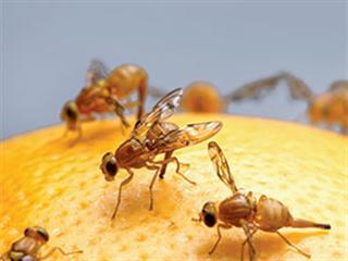 Know your crop pests: Mediterranean fruit fly