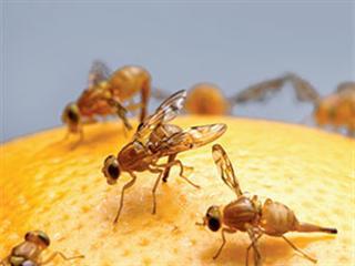 Know your crop pests: Mediterranean fruit fly Know your crop pests: Mediterranean fruit fly