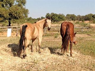 Can horses eat Smutsfinger hay?