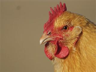 How to stop your hens from eating their own eggs How to stop your hens from eating their own eggs