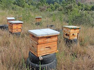 Bee farming in Friemersheim