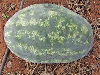 Give your watermelons the correct nutrient mix