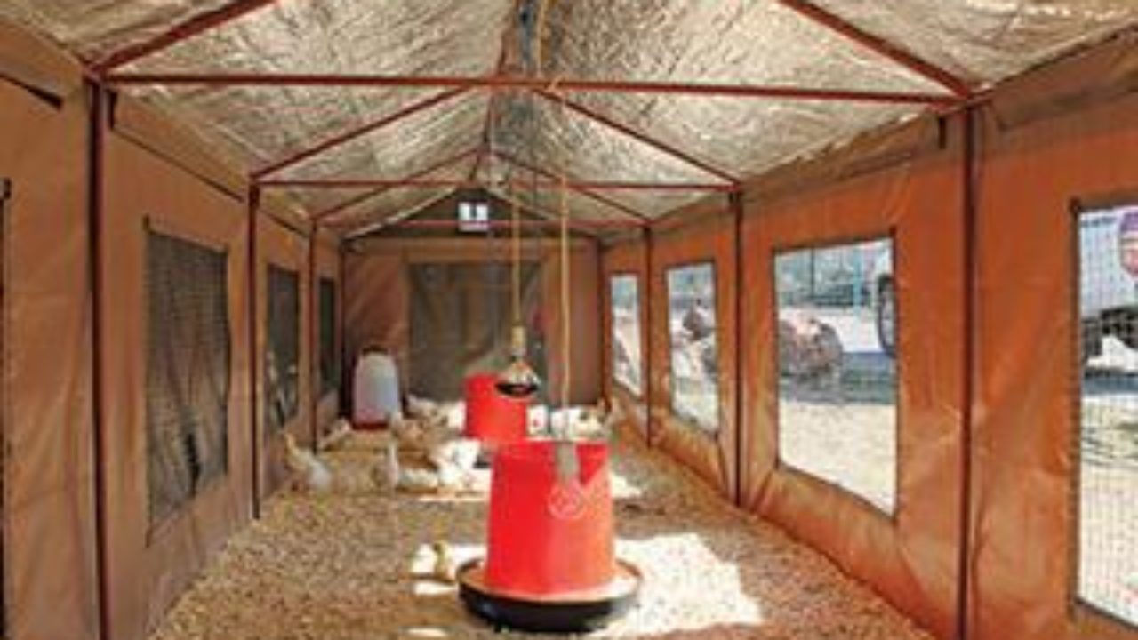 The Backyard Broiler House Changing Lives Across Africa