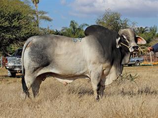 Nedibest Brahman Production Sale