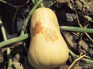 Some lesser cucurbit pests & diseases