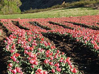 Turning to tulips Turning to tulips
