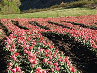 Turning to tulips