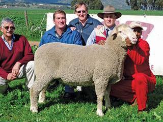 Annual SA Mutton Merino ram sale