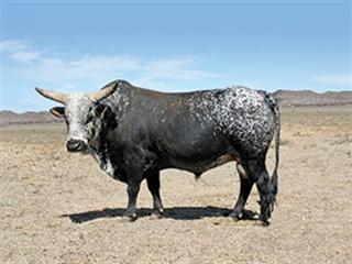 Karoo Nguni Club Sale  Highest Bull R30 000