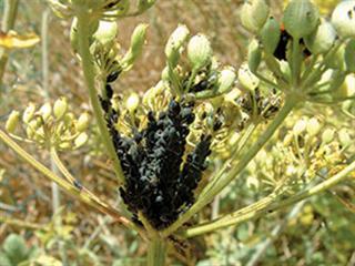 Insecticidal soap