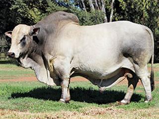 Fonteine Boran Sale Highest bull R170 000