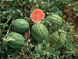 Growing watermelons – part 1