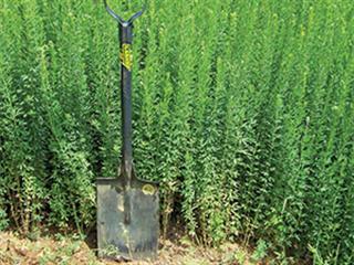 Sericea planting tips Sericea planting tips
