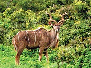 Record hunted kudu horns