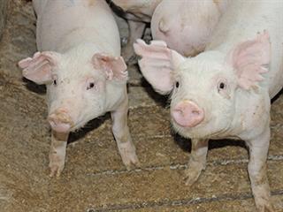 Top pig stud gains from strong genetics