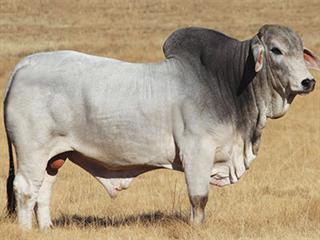 13th Brandwater Brahman Production Sale