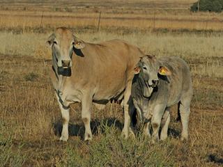 Know your cattle: Simbra
