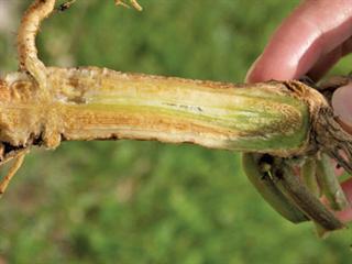 Common watermelon fungal diseases Common watermelon fungal diseases