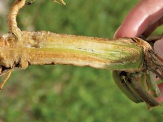 Common watermelon fungal diseases