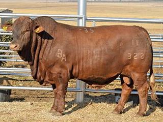 Beefmaster Alliance 24th Production Sale