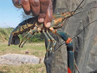 Feral freshwater crayfish: ideal food Feral freshwater crayfish: ideal food