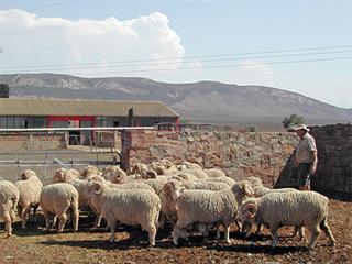 Ram selection for the Merino flock Ram selection for the Merino flock