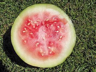 Getting watermelons ready for the market Getting watermelons ready for the market