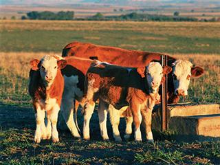 Know your cattle: Simmentaler