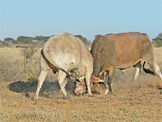 The high cost of poor bull management