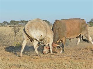 The high cost of poor bull management The high cost of poor bull management