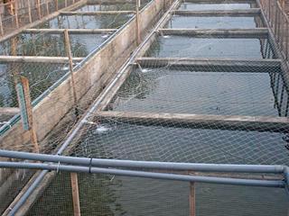 Sharing information about tilapia farming Sharing information about tilapia farming
