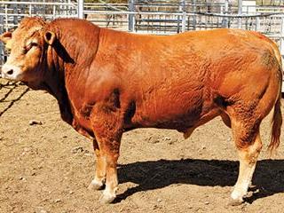 2nd Limpopo Limousin Stud Sale