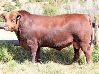 Mequatling Angus Sale